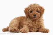 POODLE Vulnerability discovered in SSL 3.0 